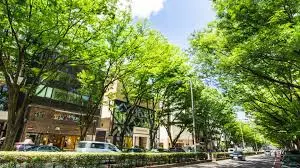 表参道のサムネイル